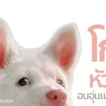 GOHAN โกฮัง หัวใจโกโฮม
